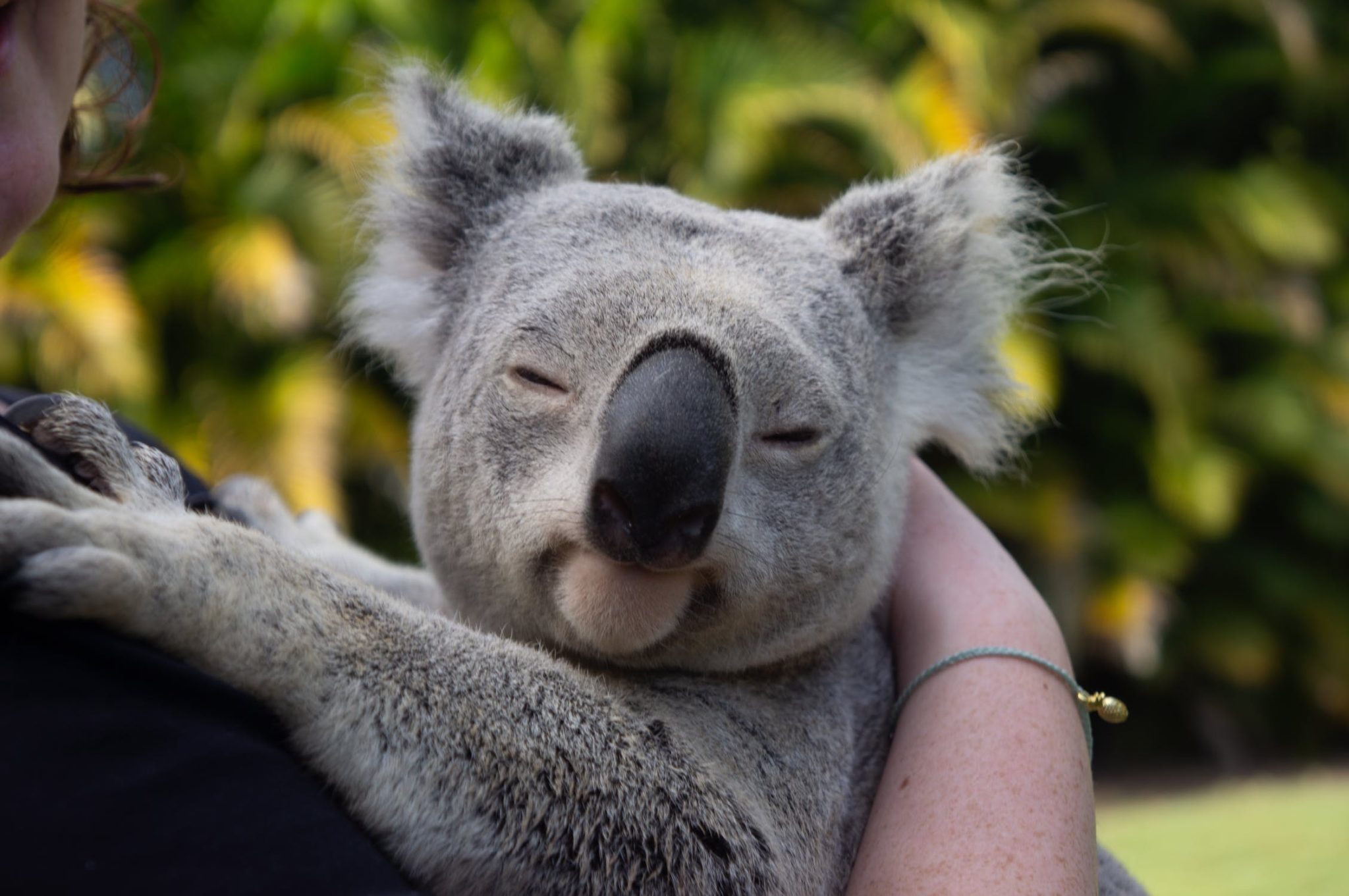 Zelite Pomoci Zivotinjama U Australiji Nasli Smo Mjesto Gdje Mozete Posvojiti Koalu