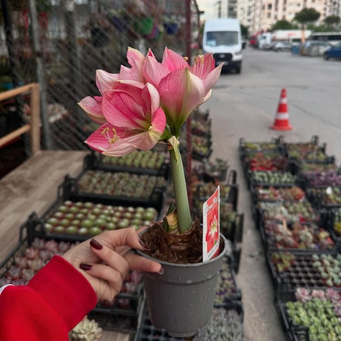 495487526_18064020053044022_8475417816368750012_n